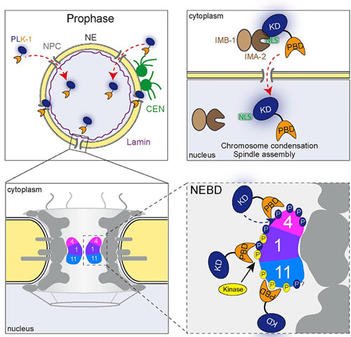 Our CRISPR transgenic strains were published in Developmemtal Cell