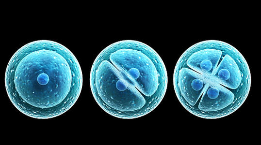 Our engineered strains were cited in Journal of Cell Science