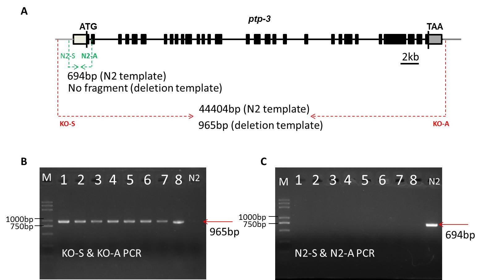 Breakthrough| SunyBiotech Knockout 43kb Genomic DNA in C.elegans