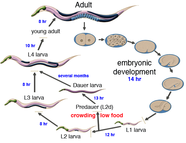 How to prepare NGM (Nematode Growth Medium)?