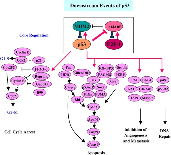 Cas9 activates the p53 pathway and selects for p53-inactivating mutations