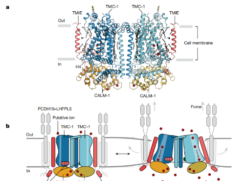 C. elegans contribute to making new breakthroughs in the field of human hearing research