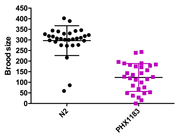 SunyBiotechNematodes Brood size